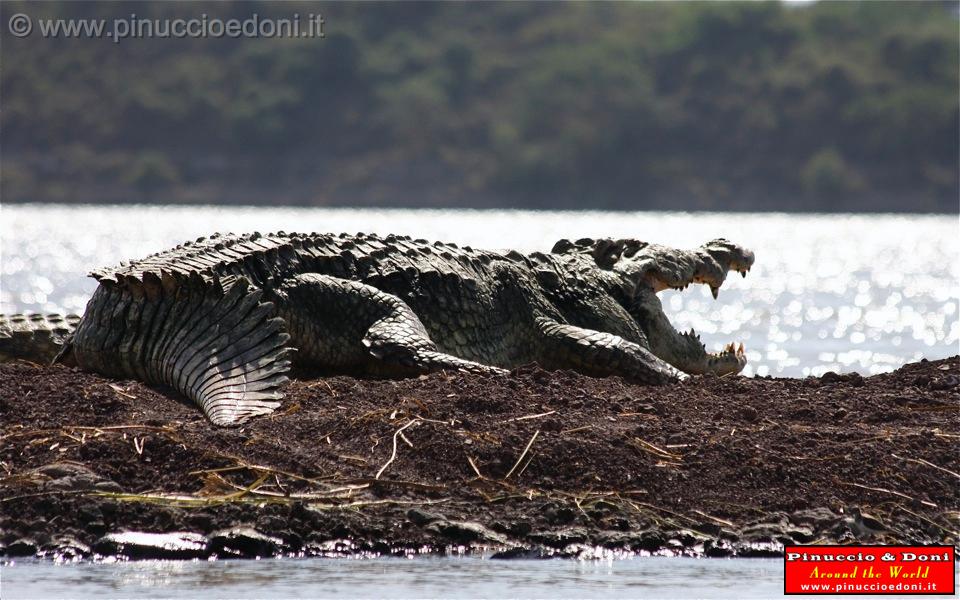 Ethiopia - Lago Chamo - Coccodrilli - 21.jpg